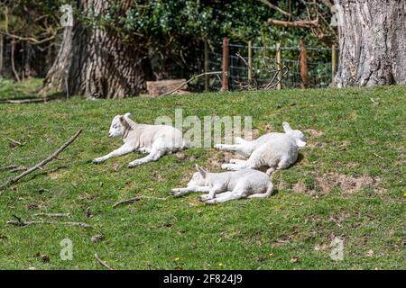 Three spring lambs asleep in a grass field Stock Photo