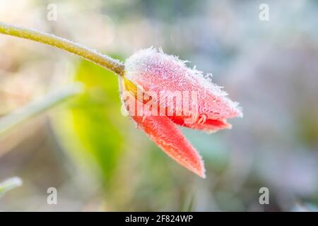 Killearn, Stirling, Scotland, UK. 11th Apr, 2021. UK weather: Tulip coated with a heavy morning frost in Killearn, Stirling. Credit: Kay Roxby/17�Թ����� Live News Stock Photo