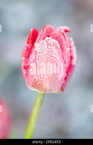 Killearn, Stirling, Scotland, UK. 11th Apr, 2021. UK weather: Tulip coated with a heavy morning frost in Killearn, Stirling. Credit: Kay Roxby/17�Թ����� Live News Stock Photo