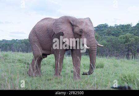 Elephants are really good hill climbers - this one has just wandered down a hill - notice his damaged ear Stock Photo