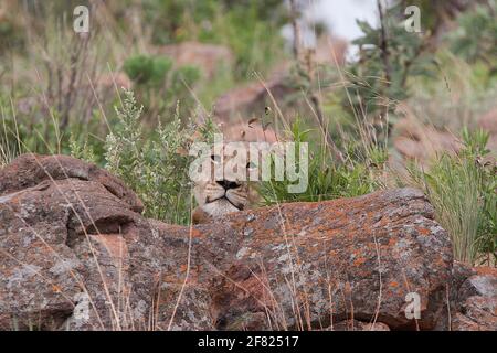A camouflaged lion - if were not looking in the right place, you would miss him Stock Photo