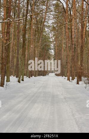 A beautiful snow-covered road leading through the forest Stock Photo
