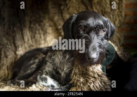 Hunting dog German Wirehaired Pointer (Deutsch Drahthaar) sitting on a chair covered with fur Stock Photo
