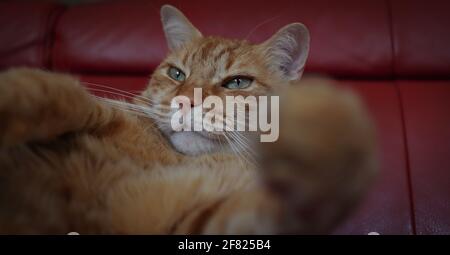 Close-up of Funny Ginger Tabby Cat on Red Sofa. Adorable Domestic Orange Cat with Green Eyes Indoors. Stock Photo