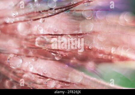 Unfocused background with dandelion down and water drops. Abstract macrophotography. Selective focus Stock Photo