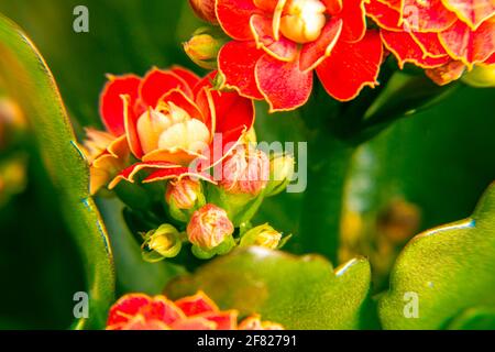 indoor flower Kalanchoe Blossfeld of deep red color with green leaves as a background shot close-up with soft focus Stock Photo