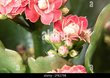 indoor flower Kalanchoe Blossfeld of red color with green leaves as a background shot close-up with soft focus Stock Photo