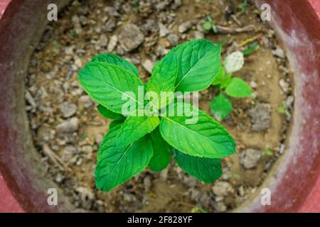 Peppermint (Mentha piperita, also known as Mentha balsamea Wild)is a hybrid mint, a cross between watermint and spearmint. It is occasionally found in Stock Photo