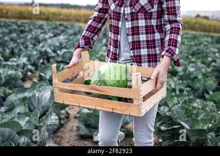 Organic farming. Woman harvesting cabbage from field. Farmer holding wooden crate with harvested leaf vegetable Stock Photo