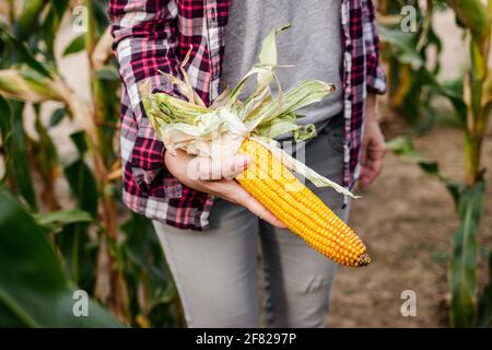 Farmer showing corn cob in field. Woman control peeled maize before harvest Stock Photo