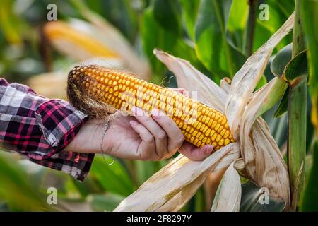 Farmer holding peeled corn cob and control quality of sweetcorn in field. Maize in female hand Stock Photo
