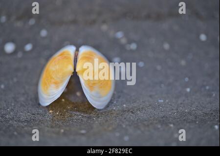 Beautiful closeup low ground view of small yellow seashell on sea beach sand reflective background at Blackrock Beach, Dublin, Ireland. Soft and selec Stock Photo