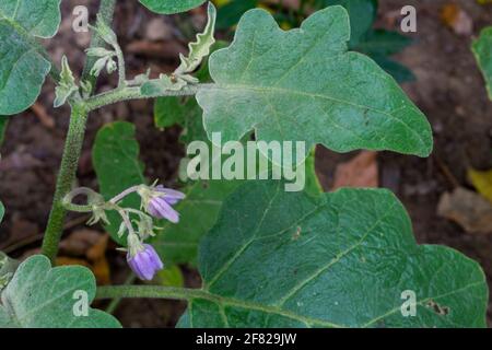 A close up shot of home grown brinjal commonly know as eggplant. Eggplant, aubergine is a plant species in the nightshade family Solanaceae. Solanum m Stock Photo