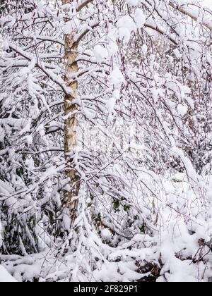 Winter pattern. Birch tree with snow covered branches. Cold weather in woodland Stock Photo