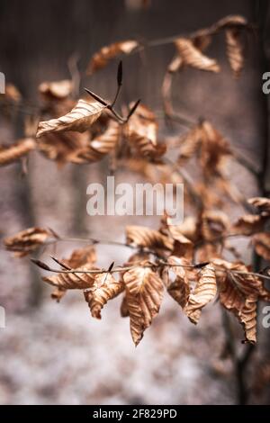 Brown leaf. Dry leaves of beech tree in winter forest. Close-up selective focus at branches. Tranquil scene of nature Stock Photo