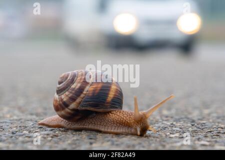 The snail moves slowly on the asphalt Stock Photo