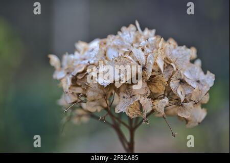 Beautiful closeup view of branch of faded hydrangea flowers from last year in Blackrock, Dublin, Ireland. Soft and selective focus Stock Photo