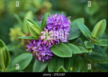 Beautiful closeup view of winter flowering shrub of violet Hebe Amy (Shrubby veronica, Purple Queen) with dark green leaves in Blackrock Park, Dublin Stock Photo