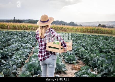 Female farmer working in cabbage field during harvest. Agricultural activity. Woman picking leaf vegetable from plantation Stock Photo