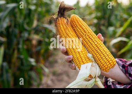 Farmer holding corn cobs in hand. Maize crop in agricultural field. Quality control before harvest Stock Photo