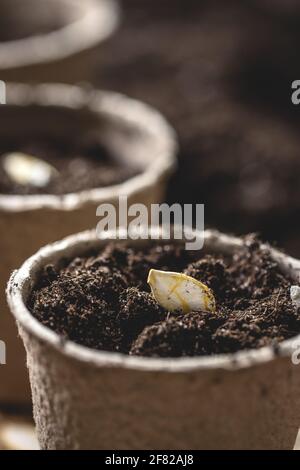 Closeup pumpkin seed planted in peat pot. Gardening and sowing at springtime. Compost and soil in small flower pots Stock Photo