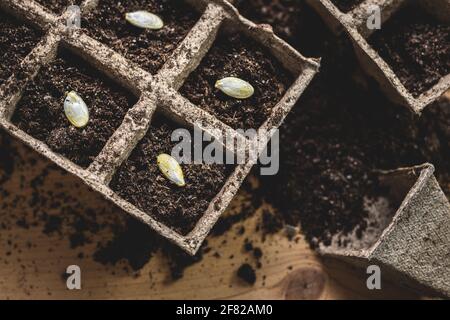 Peat pot with planted seeds. Sowing pumpkin seed in soil. Planting and gardening at spring Stock Photo