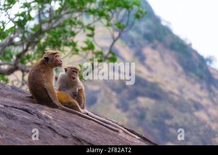 A couple of tonque macaque sitting on a rock, Sri Lanka. The toque macaque is a reddish-brown-coloured Old World monkey endemic to Sri Lanka Stock Photo