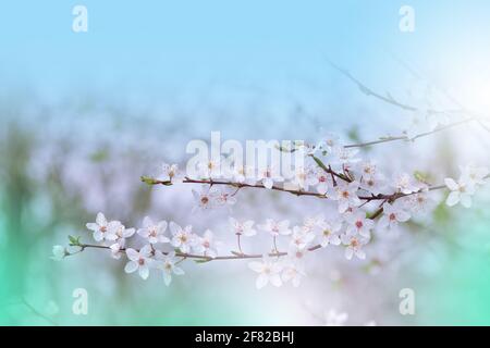 Beautiful Nature Background.Floral Art Design.Abstract Macro Photography.Colorful Flower.Blooming Spring Flowers.Creative Artistic Wallpaper.Blue Sky. Stock Photo