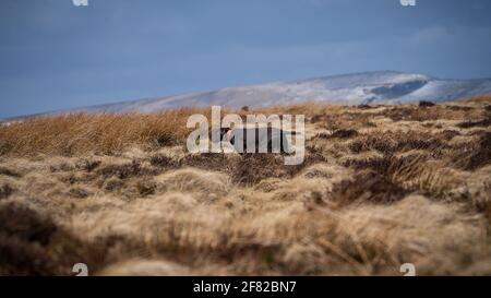 HPR Gundog on Point Peak Districy National Park Grouse Counting Stock Photo
