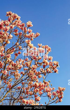 Springtime. Branches of flowering tree of magnolia ( Magnolia soulangeana ) against blue sky. Copy space Stock Photo