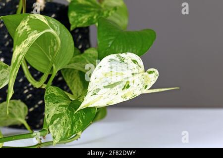 Close up of very white leaf of tropical 'Epipremnum Aureum Marble Queen' pothos houseplant with white variegation in front of gray wall Stock Photo