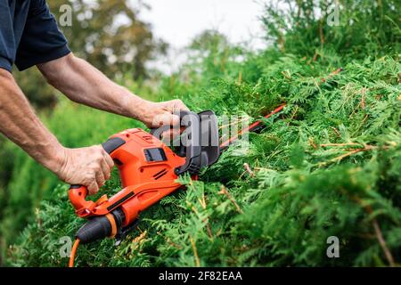 Gardener cutting overgrown bush by hedge trimmer in garden. Man using gardening equipment. Trimming hedge at backyard Stock Photo