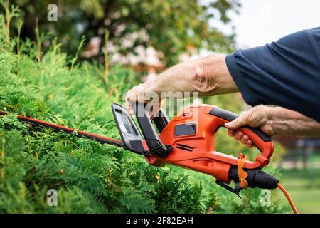 Trimming green bush by electric hedge clippers. Gardener cutting overgrown thuja at backyard. Gardening at summer Stock Photo