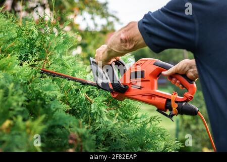 Trimming overgrown green bush by electric hedge clippers. Gardener cutting hedge in garden. Gardening at backyard Stock Photo