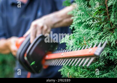 Gardener trimming overgrown green bush by electric hedge clippers. Selective focus, motion blur. Man cutting thuja in garden. Gardening at backyard Stock Photo