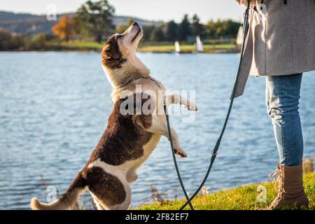 Woman and playful cute mixed breed dog jumping. Pet owner with her curious happy dog playing outdoors