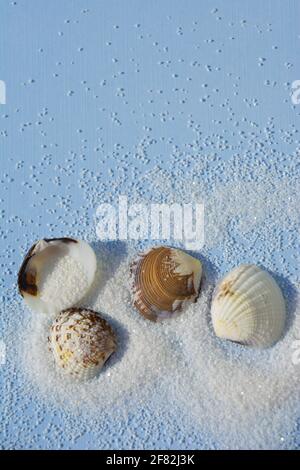 seashells on white sand Top view abstract summer theme Stock Photo