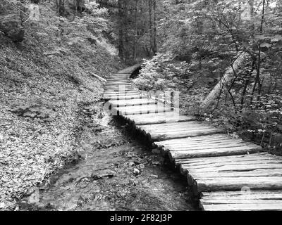 Monochromatic photo of wooden path leading through the dense forest, above mountain stream in Plitvice lakes region, Croatia Stock Photo