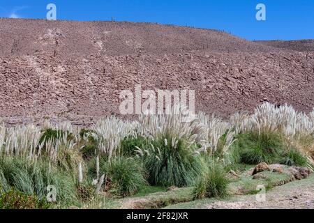 Pampas Grass growing near San Pedro de Atacama in the Atacama Desert in northern Chile, South America. Stock Photo