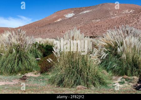 Pampas Grass growing near San Pedro de Atacama in the Atacama Desert in northern Chile, South America. Stock Photo