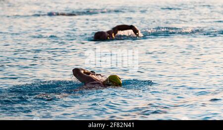 Three swimmers in a pool with selective focused used on one and the two others papering to be blurry while training in the early morning for a triathl Stock Photo