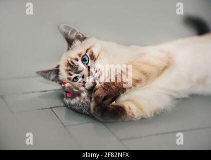 Cute Thai tabby kitten playing at home on the gray floor with a toy mouse. Pet and entertainment.