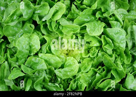 fresh organic batavia lettuce for background use Stock Photo