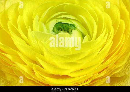 close up of a Persian buttercup (Ranunculus asiaticus) Stock Photo
