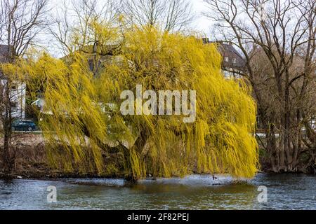 Weeping Willow (Salix babylonica) in spring Stock Photo