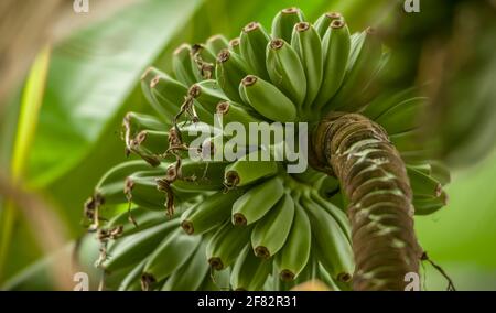 bunch of raw banana fruits in the garden. A bunch of fresh raw green bananas hanging from a tree. Unripe bananas in the jungle close up Stock Photo