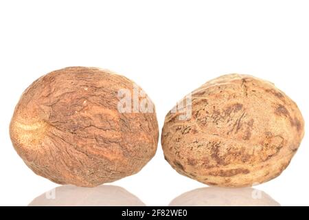 Two round organic, aromatic, brown, spicy nutmegs on a white background. Stock Photo