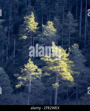 Pines Catching Sunlight Against Background Forest in Shadow Stock Photo