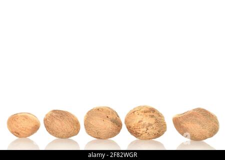 Two round organic, aromatic, brown, spicy nutmegs on a white background. Stock Photo