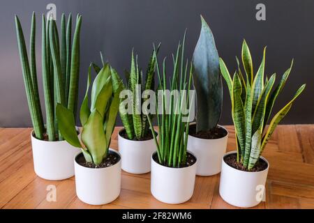 Interior decoration. Sansevieria trifasciata or Snake plant in pot on a  white background Stock Photo - Alamy